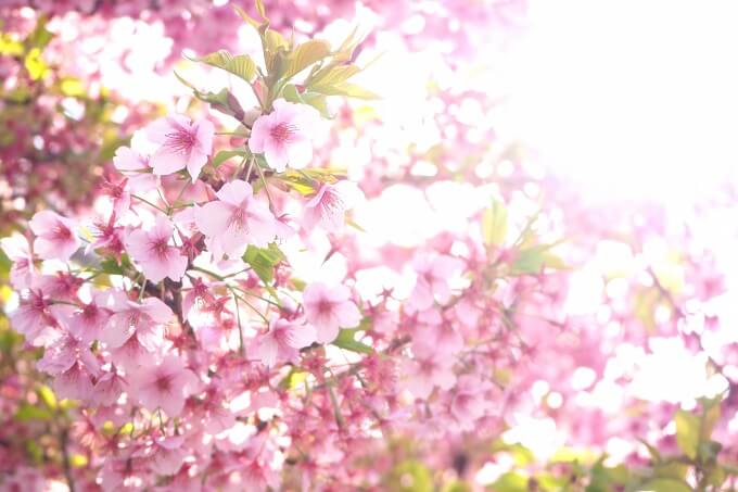 満開の桜を楽しめるのは１週間程度のカワヅザクラ（河津桜）