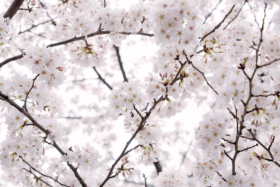 新生活を表現する桜