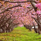 小学1年生の入学時期に咲く桜