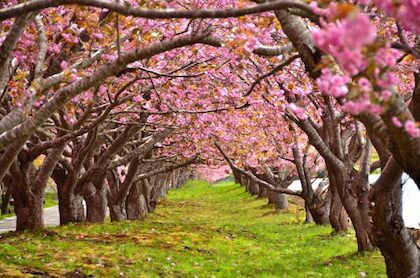 小学1年生の入学時期に咲く桜