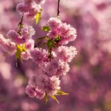 楽しむ期間が異なる桜