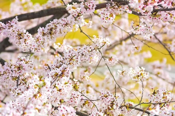 白い桜はピンクの桜と品種が違う