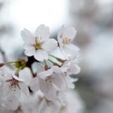 桜は種類によって花言葉が違う？有名な品種の花言葉を知りたいあなたに
