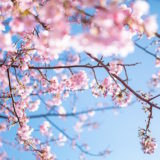 新年度がはじまる４月に咲く桜