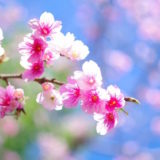 お花見デートで見る桜
