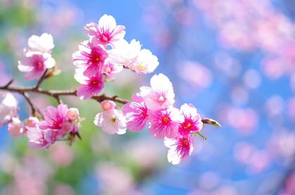 お花見デートで見る桜