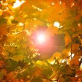 秋の隙間から見える太陽