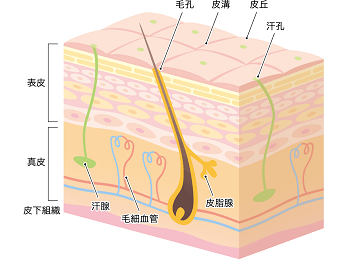 皮膚組織の三層構造